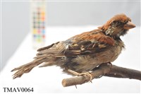 藏品(山麻雀)的圖片